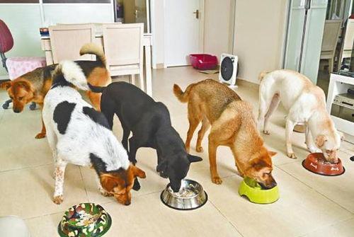 娱乐吃瓜养狗视频在线观看  第3张